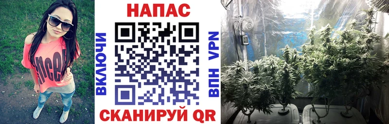 как найти закладки  Шатура  МАРИХУАНА конопля 